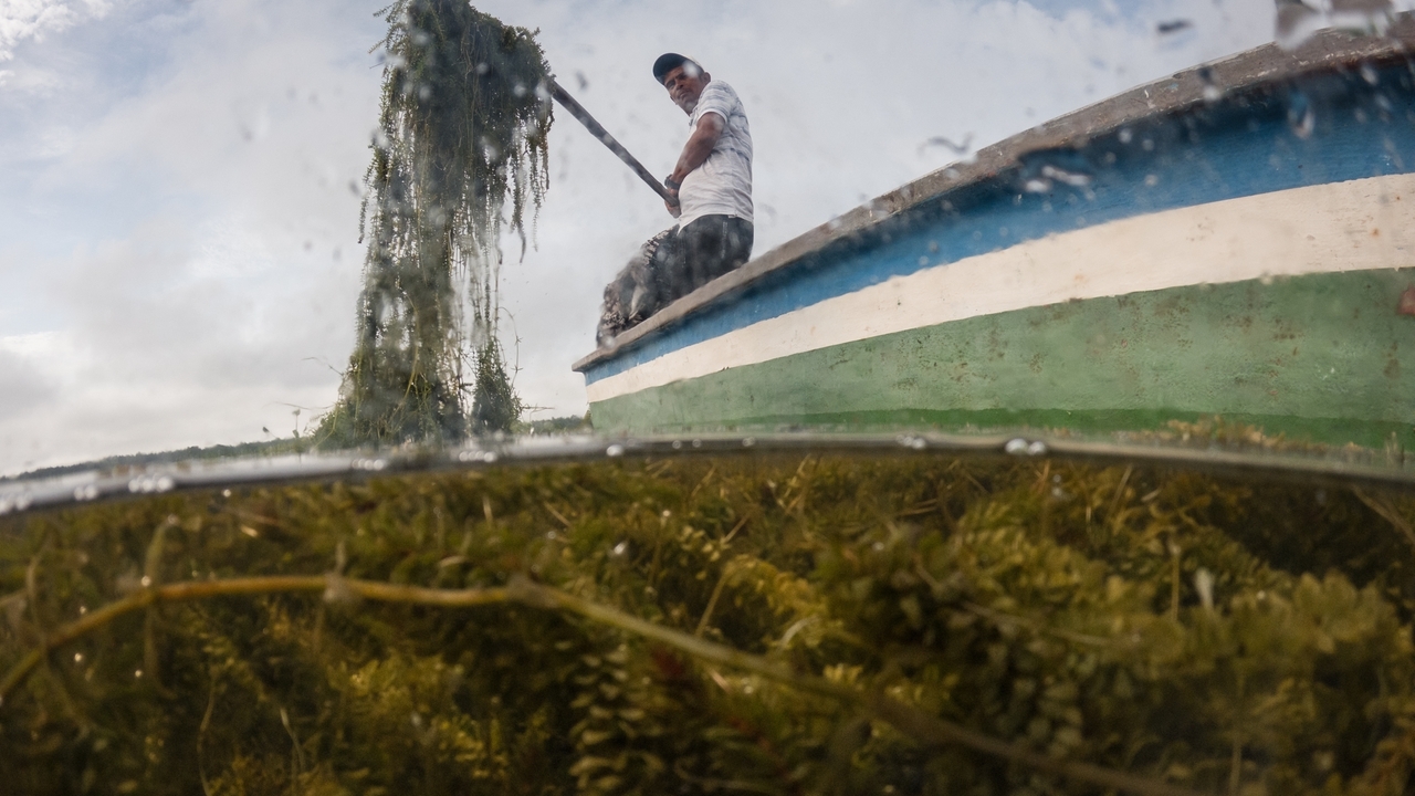 Invasive plant threatens livelihoods in Colombia's largest coastal wetland