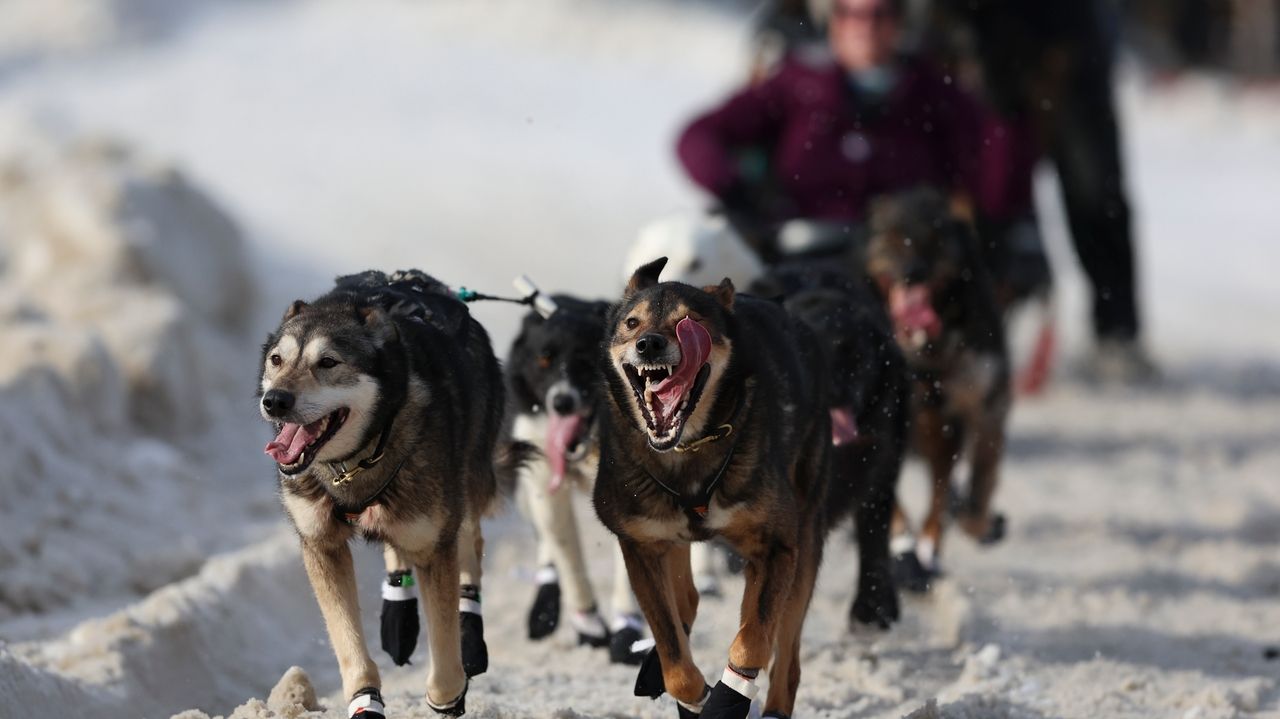 The world's most famous sled dog race is longer than ever. Here's a