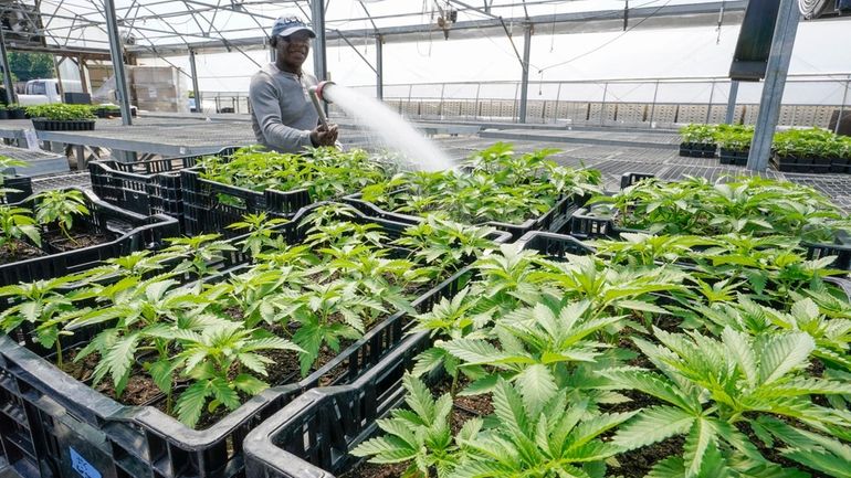 Marijuana plants for the adult recreational market are watered in...