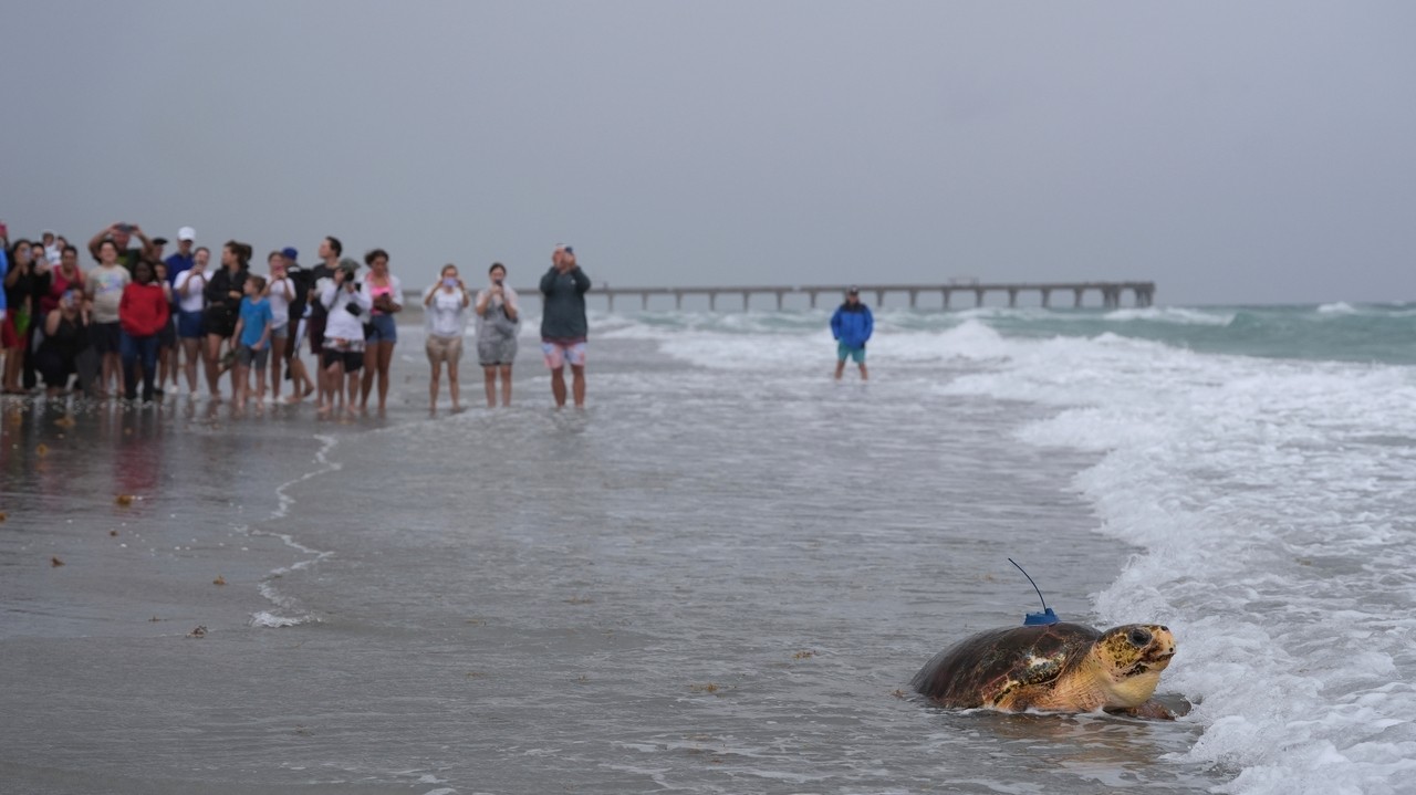 Dilly Dally the sea turtle returns to the ocean after flipper ...