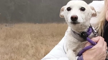 Luna, a small dog missing for over a month in Yellowstone, is reunited ...