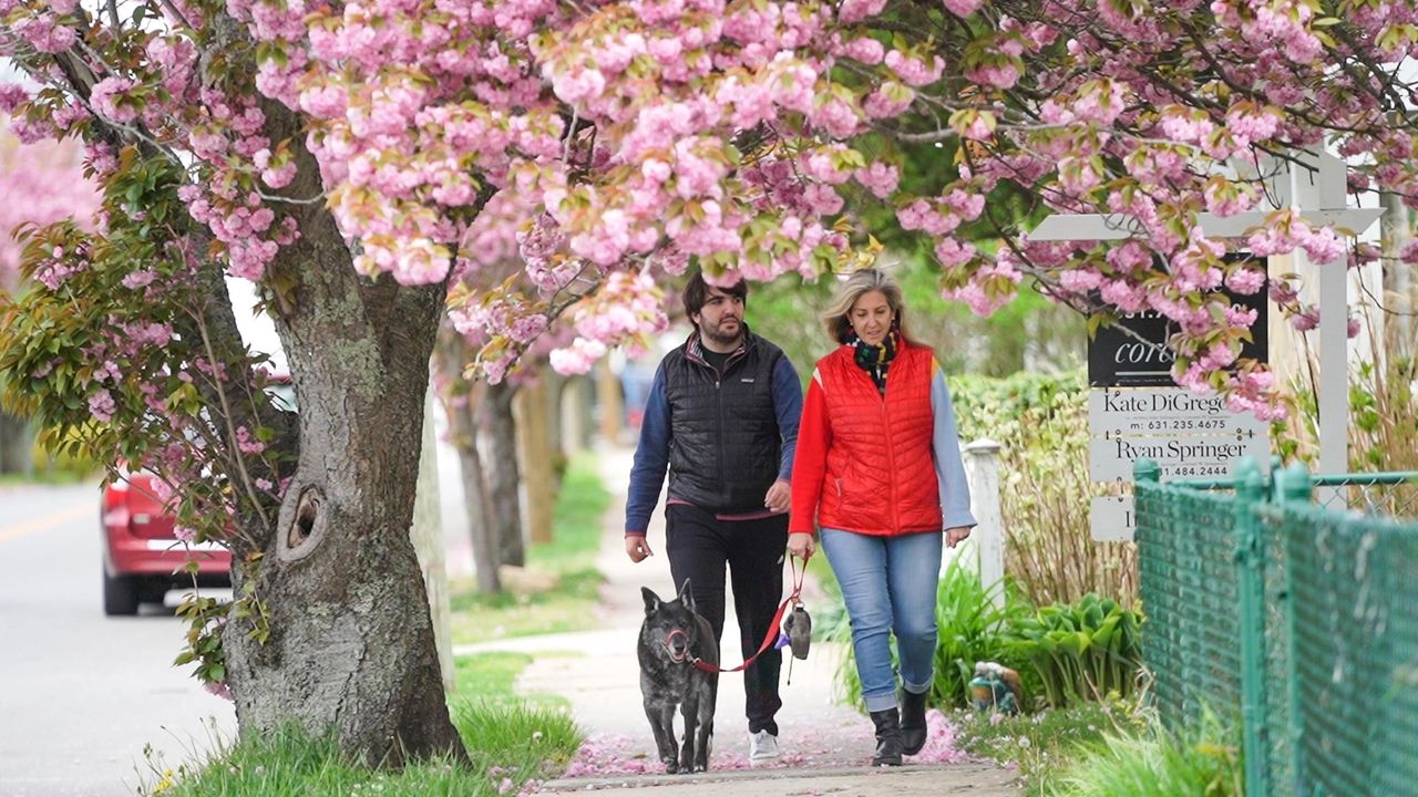 Best spots to see cherry blossoms on Long Island include Greenport and