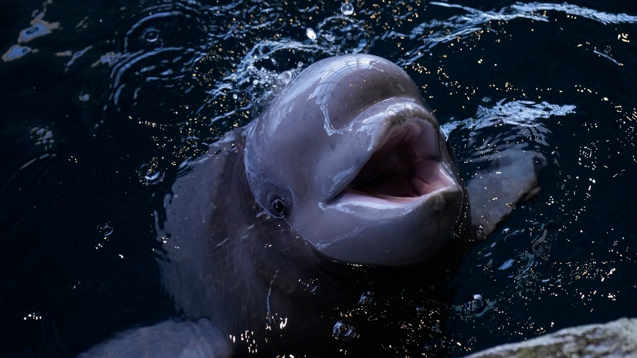 Beluga calf in Chicago is meeting the aquarium's pod and will soon be ...