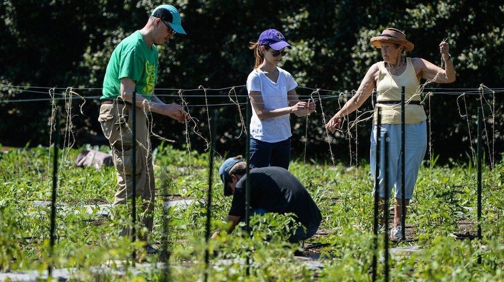 Farms in Nassau County looking for volunteers to help with crops Newsday