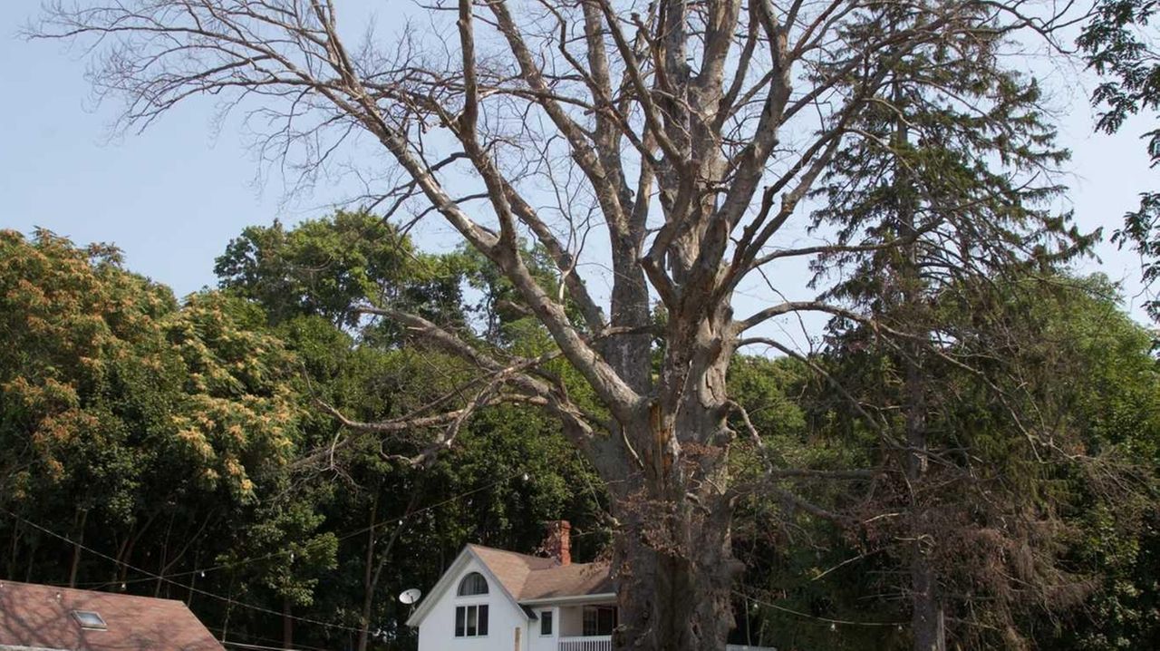 Lake Ronkonkoma's beloved copper beech tree, planted in 1820, is dying