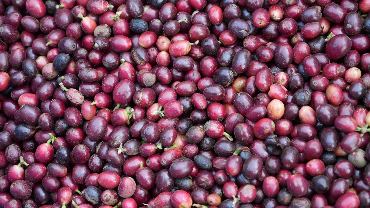 'Winners and losers': The world of coffee is being reordered by EU laws to stop cutting of forests - Vimarsana News