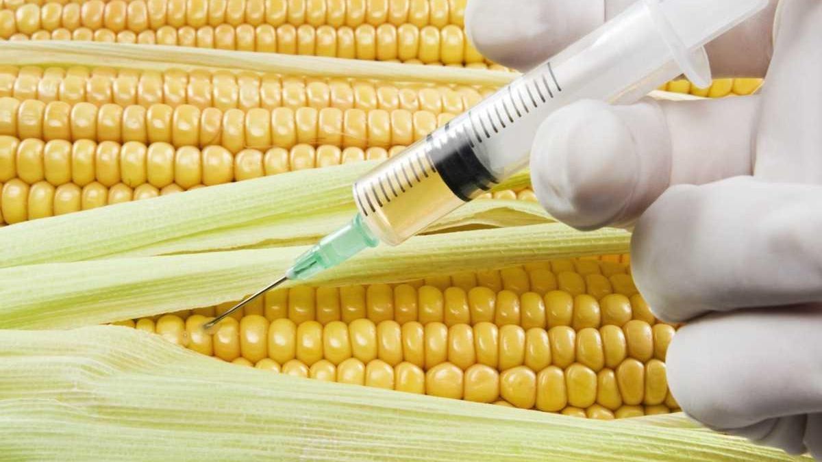 Genetically modified corn coming to a table near you - Newsday