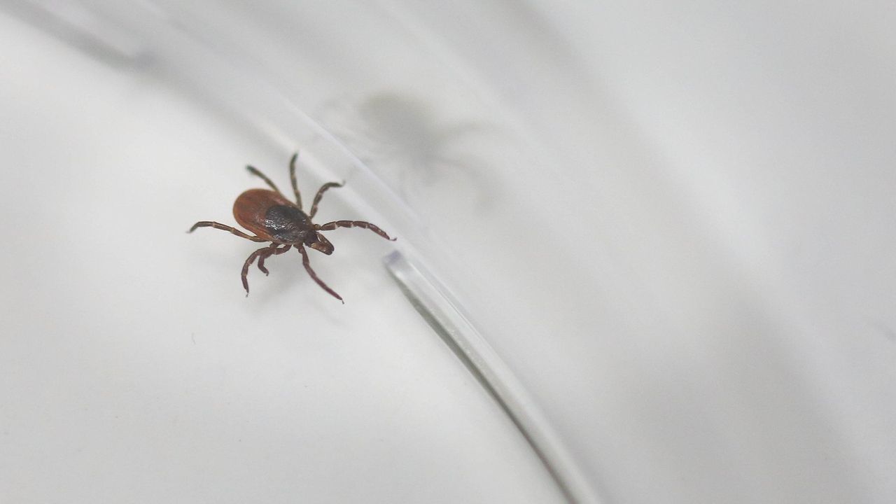 Chronic Lyme disease causes probed by Stony Brook Newsday