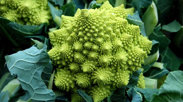 ROMANESCO: A veritable, edible work of art, the light-green, mild-flavored,...