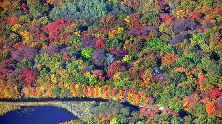 Autumn foliage coming into bloom at the Massapequa Preserve. (Oct....