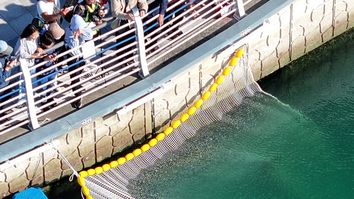 Dusky shark that became a tourist draw while trapped in a South Korean ...