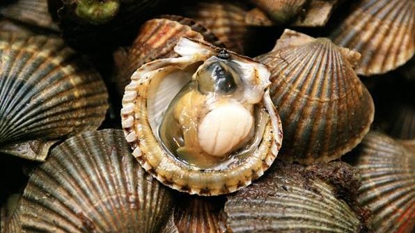 Peconic Bay scallops at Alice's Fish Market at the Greenport...