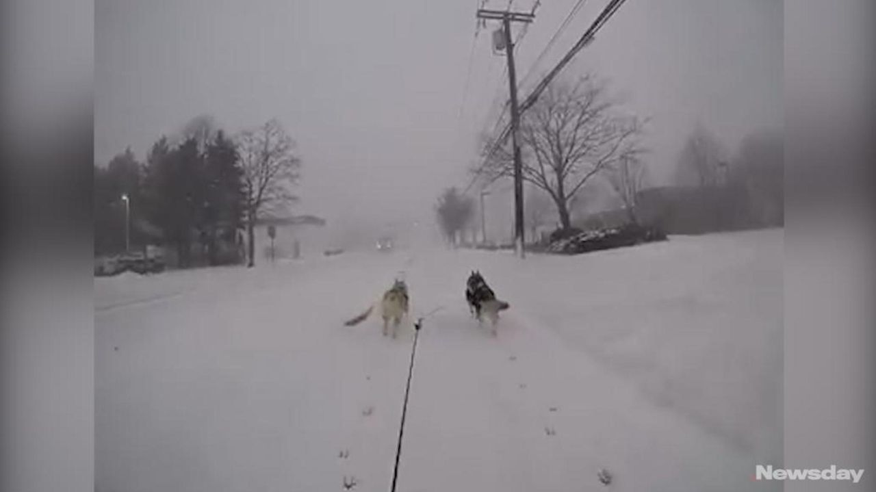 Islip dog trainer, huskies bikejor down snowy streets in video Newsday