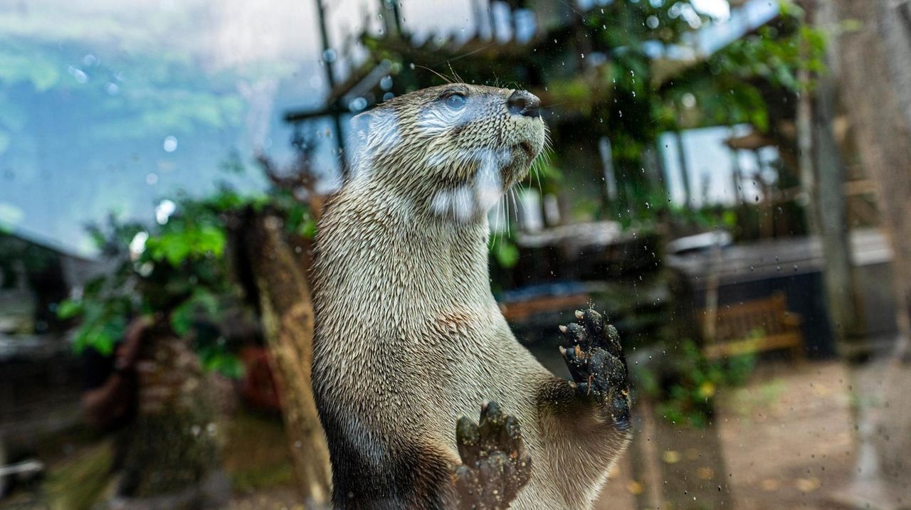 River otters returning to Long Island but they face danger on roads