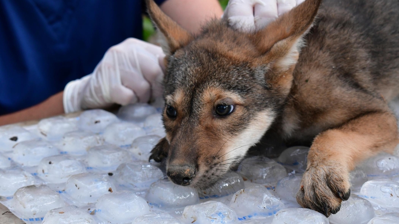 Awwww! Four endangered American red wolf pups 'thriving' since birth at ...
