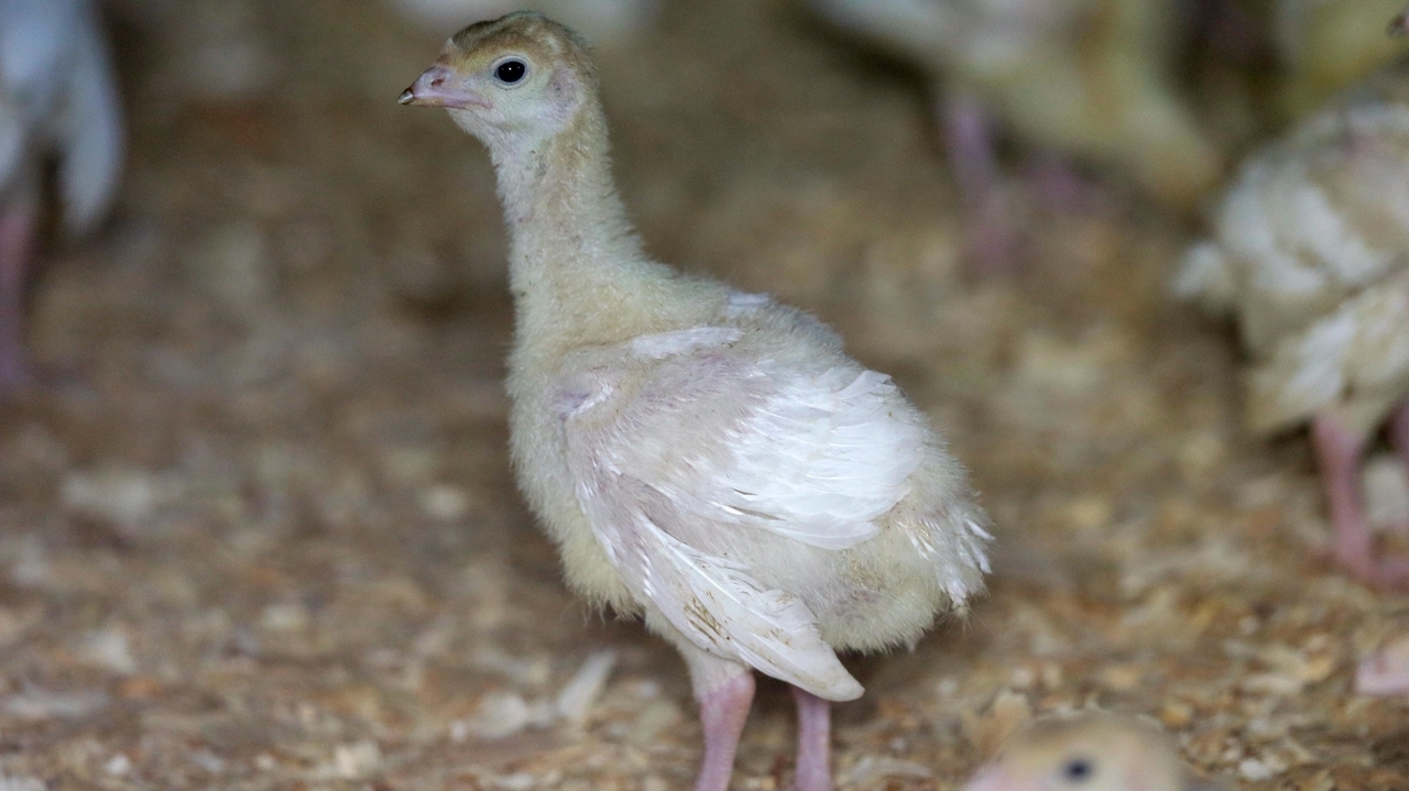 Deadly bird flu reappears in US commercial poultry flocks in Utah and South Dakota - Vimarsana News