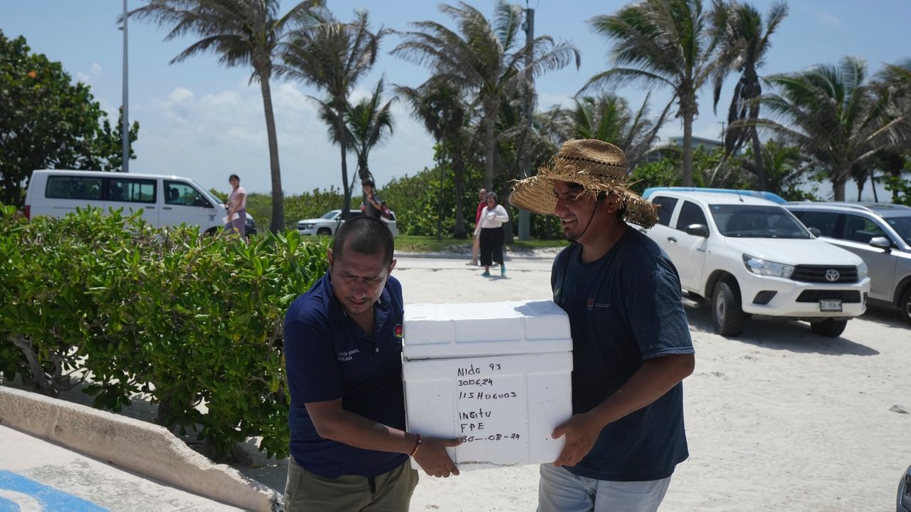 Mexico evacuates even sea turtle eggs from beaches as Hurricane Beryl ...