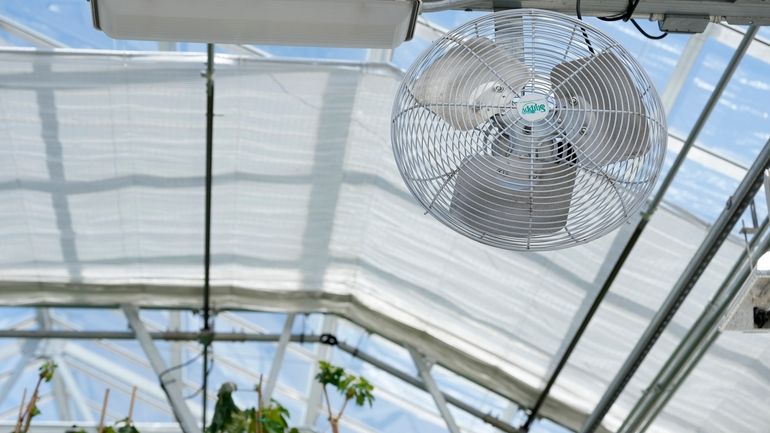 A fan hangs above plants growing in a greenhouse at...