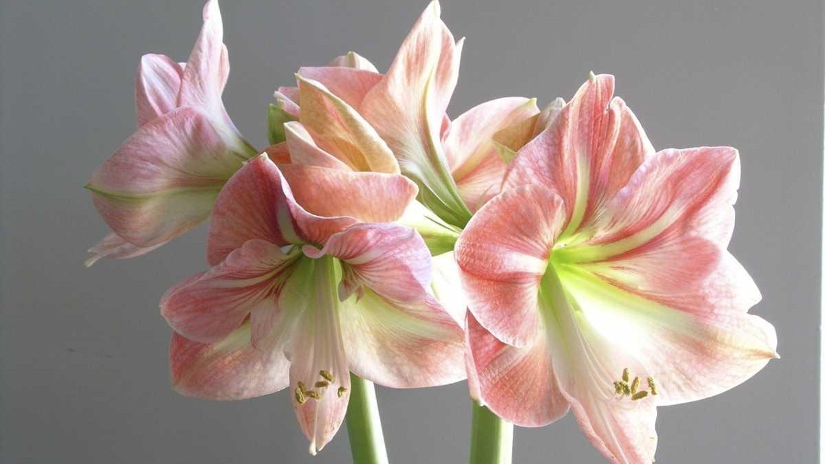 Amaryllis storage, fruitless peppers, headless broccoli - Newsday