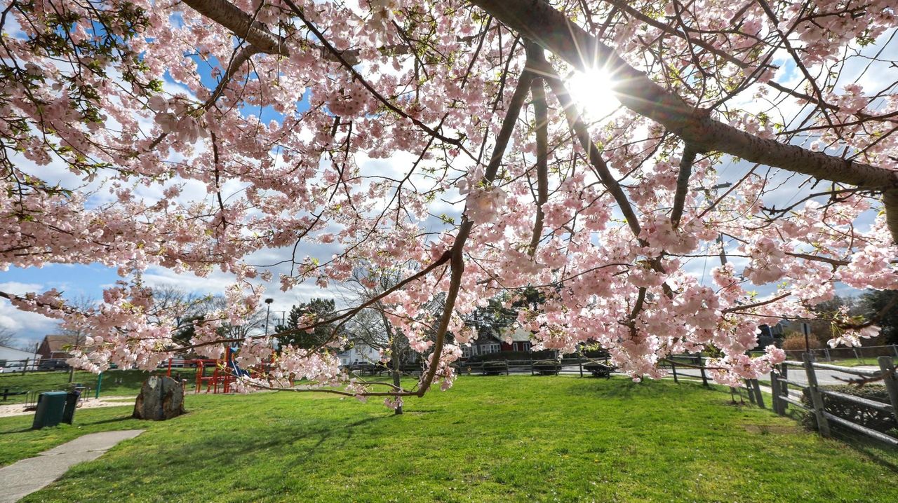 Cherry blossom festivals happening in Greenport and Stony Brook this