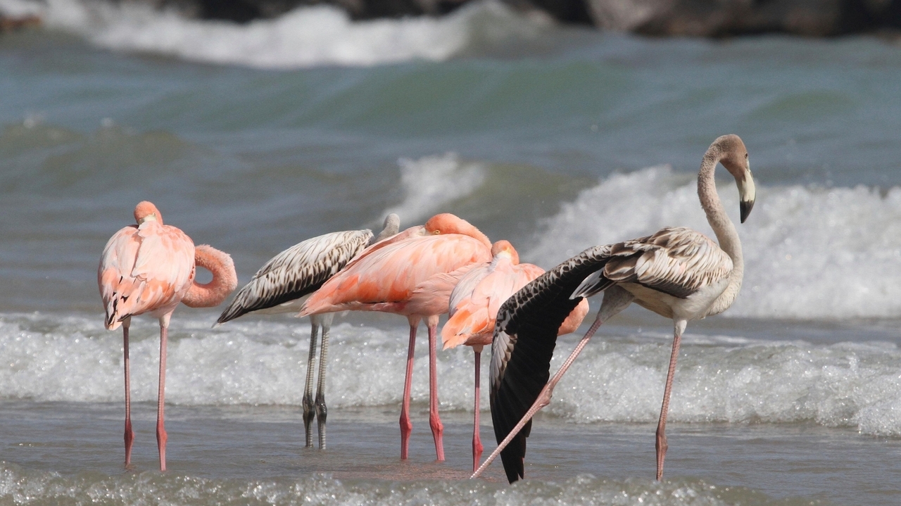 Flamingos in Wisconsin? Tropical birds visit Lake Michigan beach in a first for the northern state - Vimarsana News