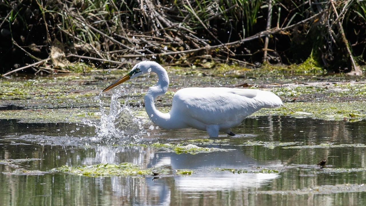 Broad Cove Preserve joins New York State's Birding Trail, a first for the North Fork
