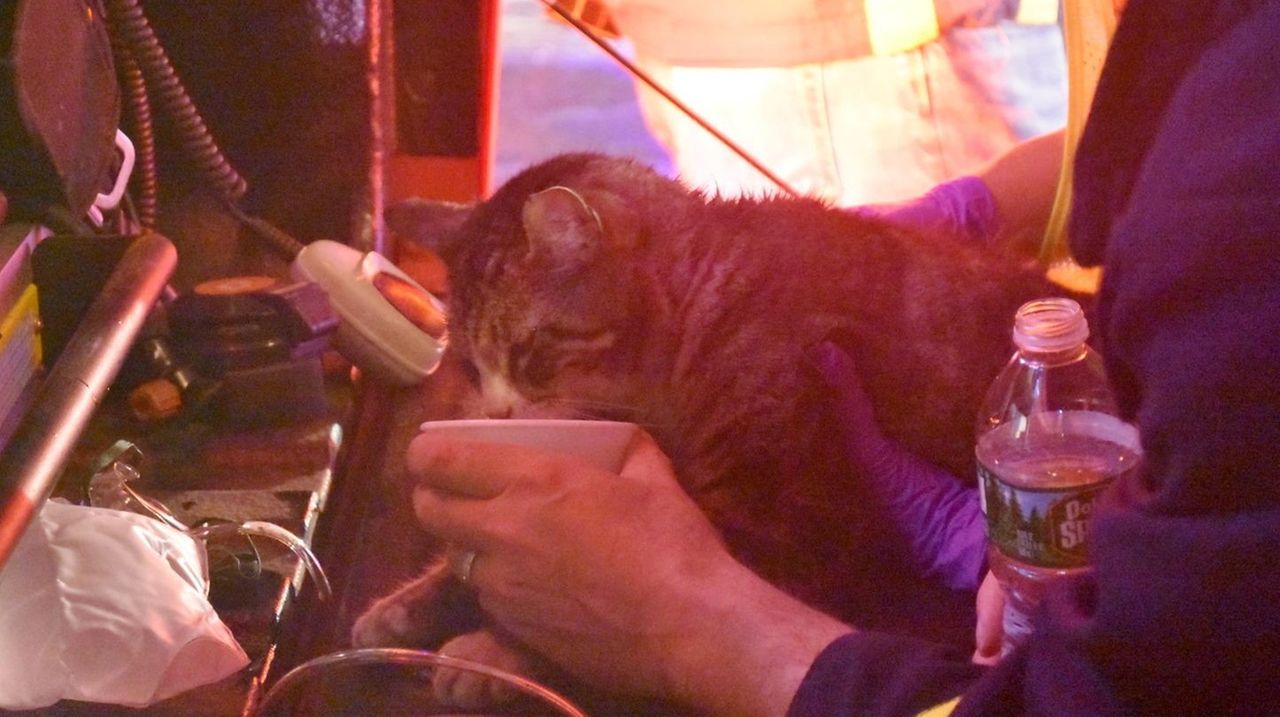 Cats Rescued From Selden House Fire Officials Say Newsday 2719