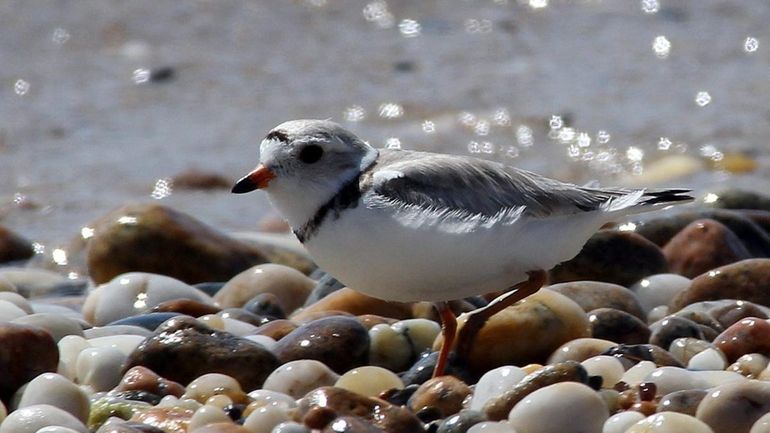 A piping plover dashes along the beach in Orient Point...