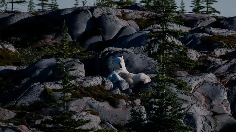 A polar bear nurses her cub, Wednesday, Aug. 7, 2024,...