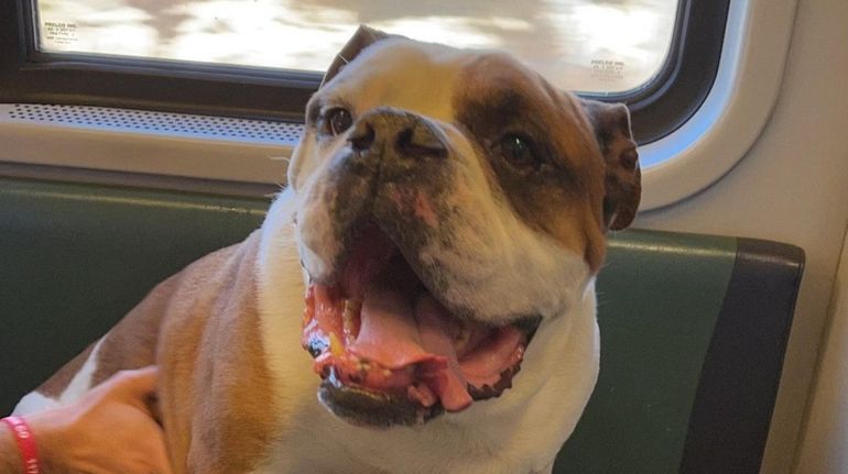 Sampson, a bulldog rescued by an LIRR train crew that found...