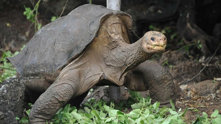 Lonesome George, the last known individual of the Pinta Island...