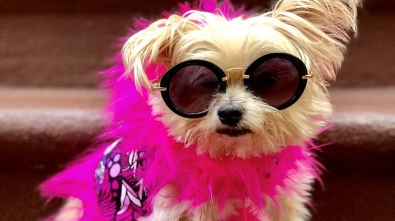 Shop dog accessories, clothing, treats and more at FETCH in...