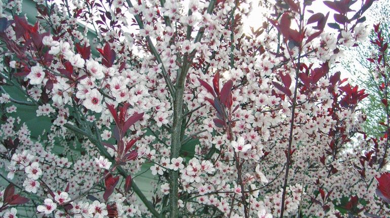 Ornamental purple-leaf plum trees have striking dark foliage and bright...