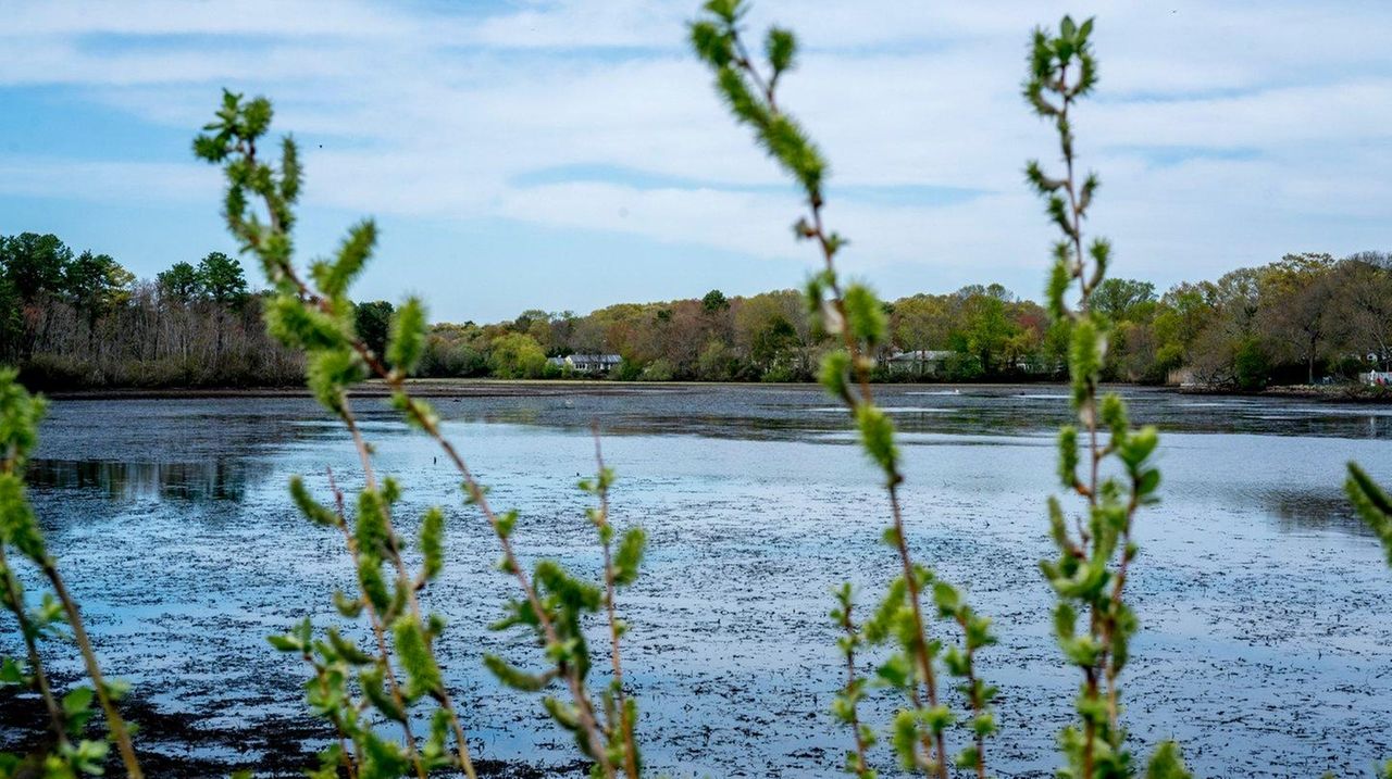 Lake in North Patchogue drained to eliminate nonnative plants Newsday