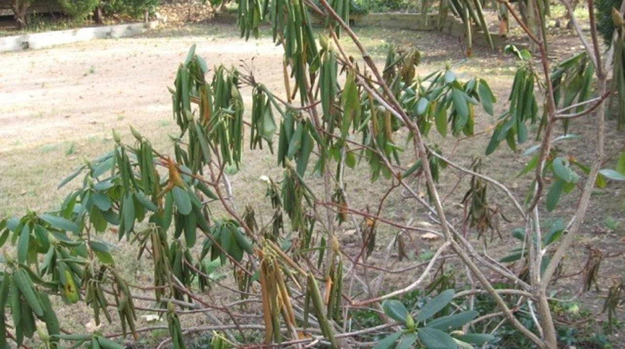 Root rot in rhododendrons: Symptoms and management - Newsday