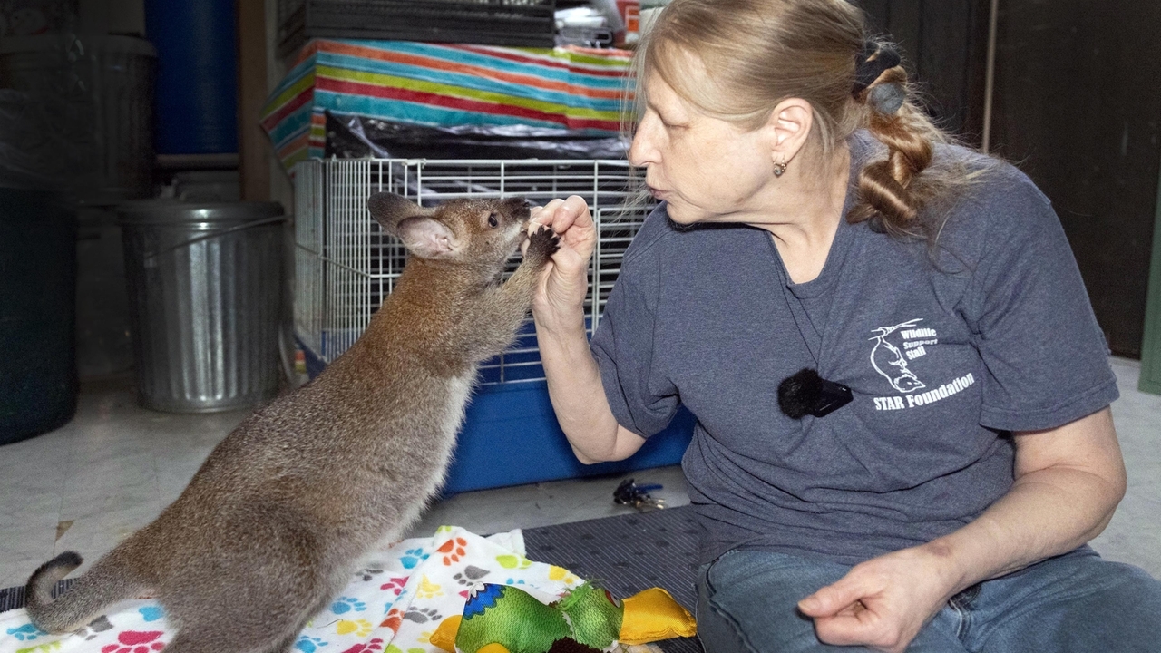 Wallaby confiscated from man on Coney Island Boardwalk relocated to Long Island's STAR Foundation rehab center - Vimarsana News