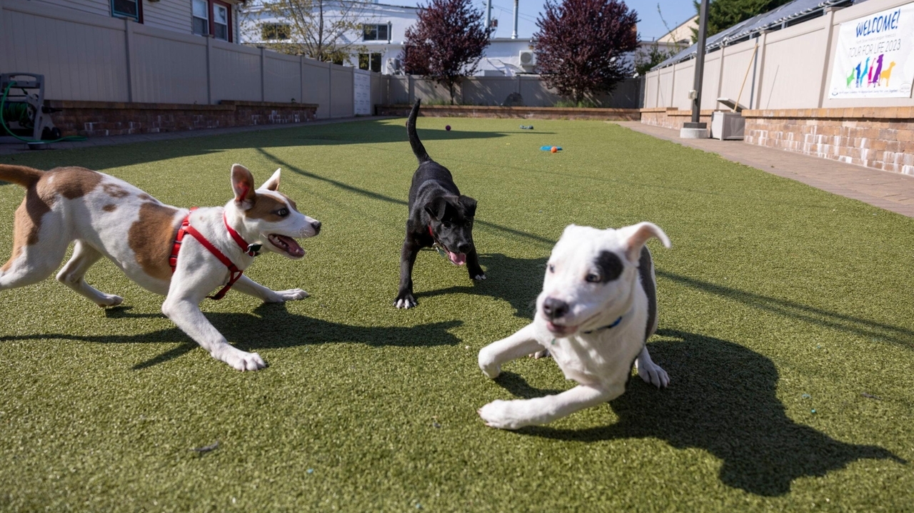What to know about canine parvovirus, deadly virus that targets puppies - Vimarsana News