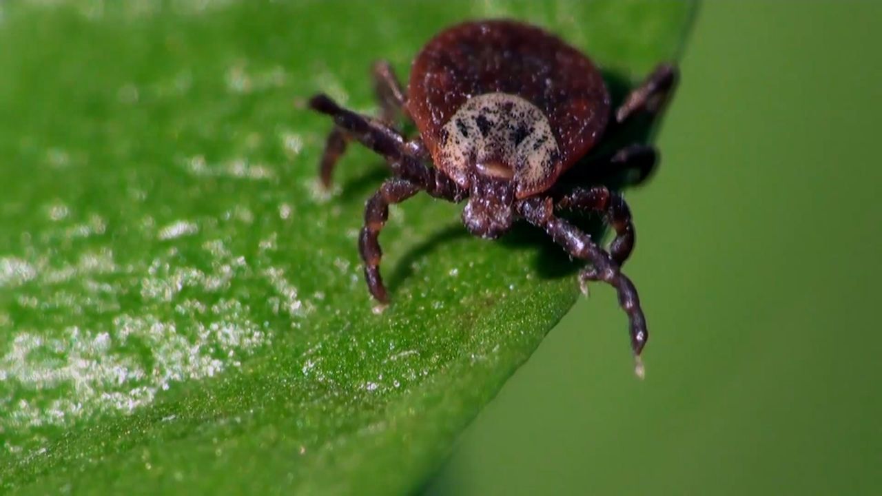 Lyme meningitis spike in children on LI - Newsday