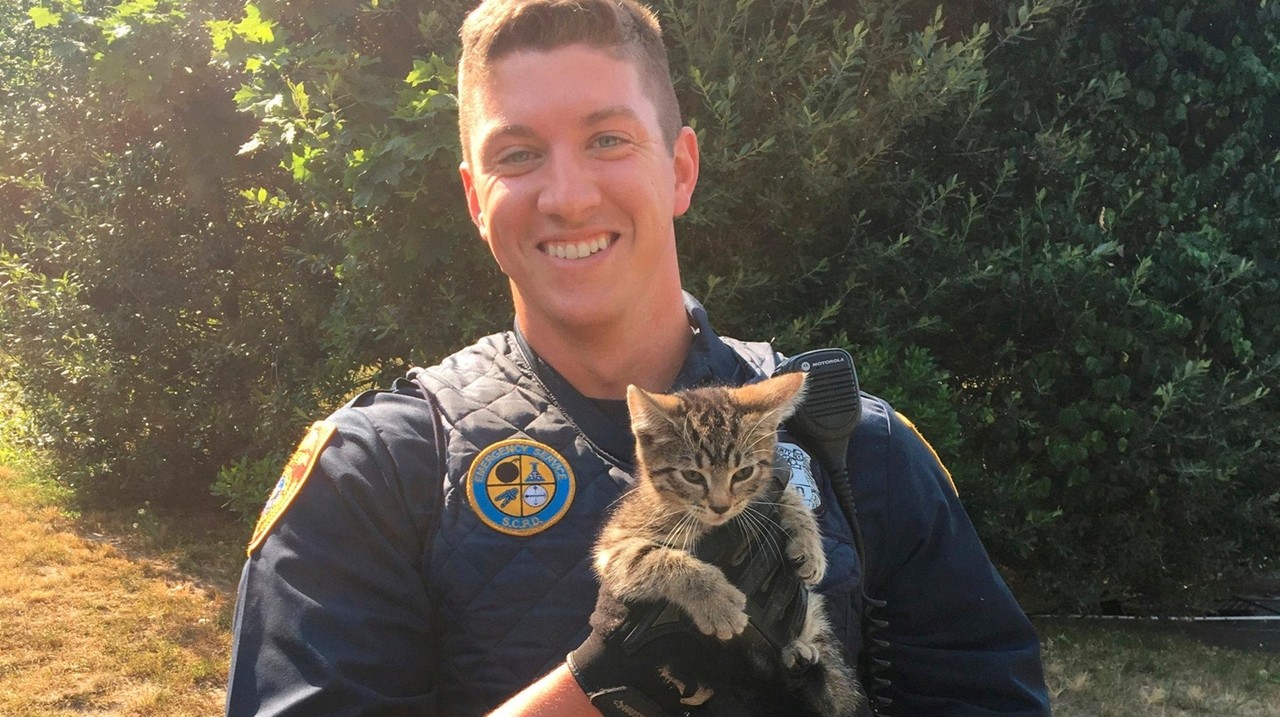 Suffolk police rescue kitten from Medford storm drain - Newsday