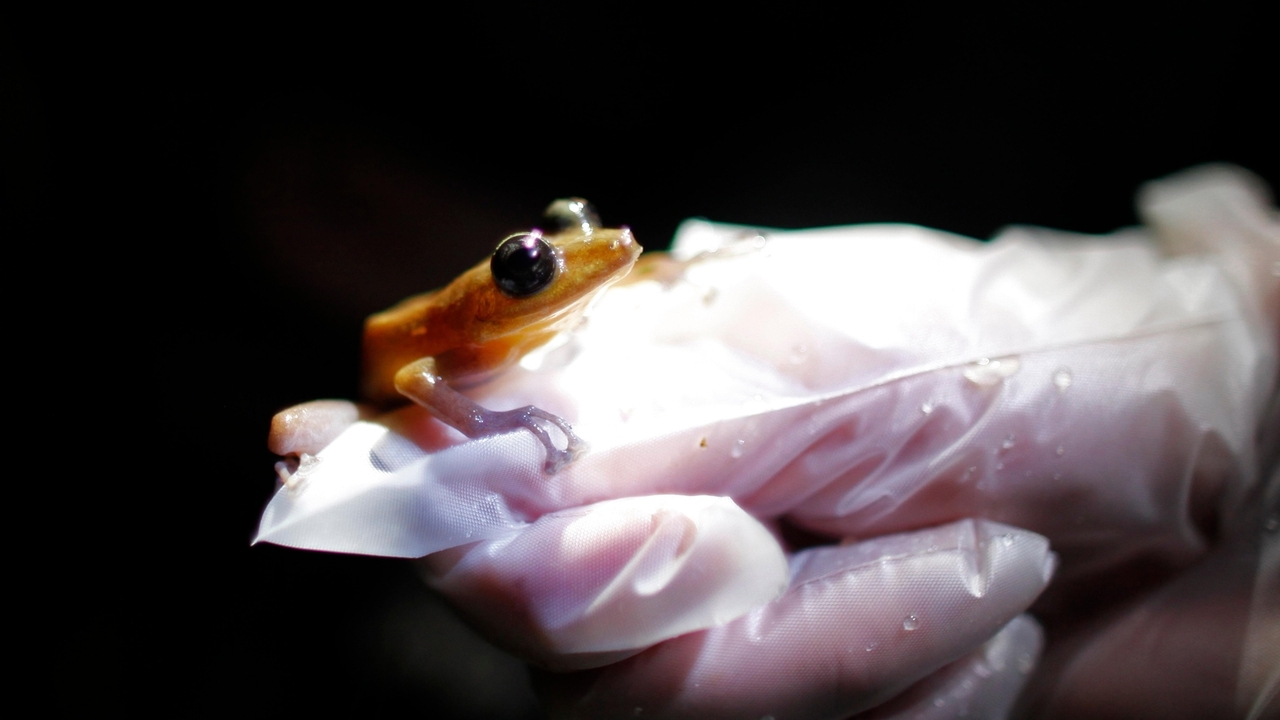 Amphibians are the world's most vulnerable animals and threats are increasing - Vimarsana News