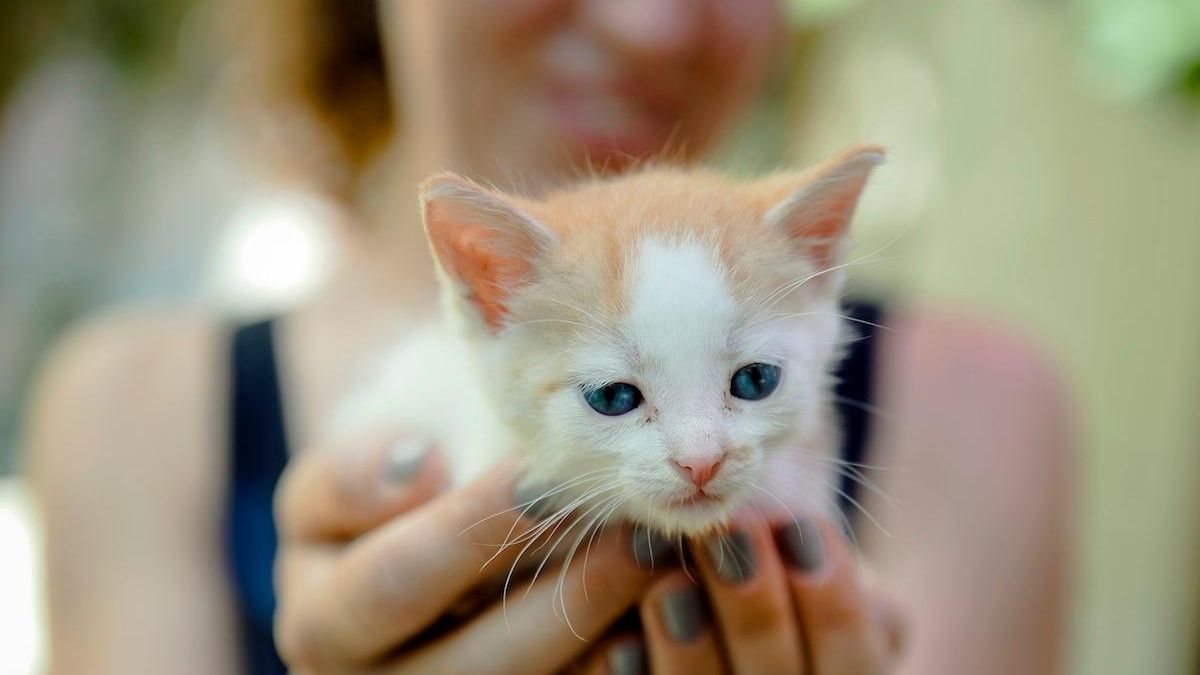 PetSmart Charities survey shows cats may be increasing in popularity