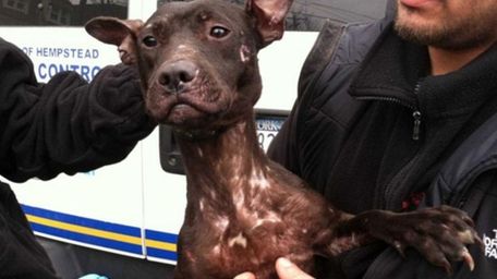 This was one of the eight dogs found