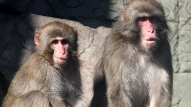 The Long Island Aquarium's Japanese snow monkeys are