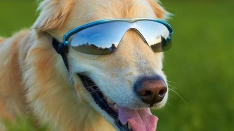 A golden retriever keeps his eyes protected in