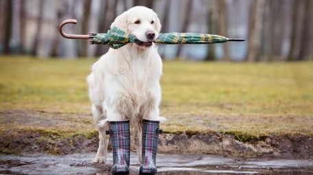 Help out your best buddy by creating a