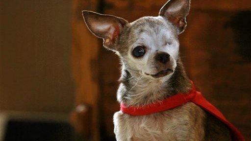 Harley, a 14-year-old Chihuahua owned by Rudi Taylor