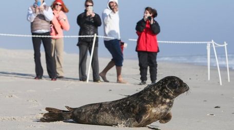 A gray seal rescued by the Riverhead Foundation