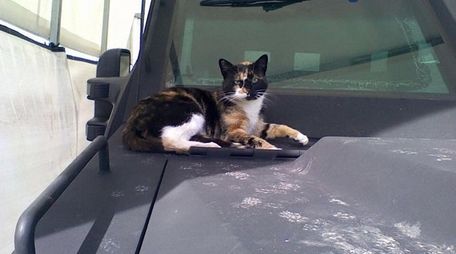 "SWAT Cat" is seen on the Boston