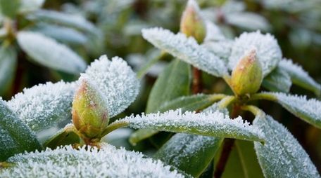 Rhododendrons with hoarfrost in a winter garden.
