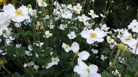 Anemone "Honoring Jobert" is the 2016 Perennial Plant